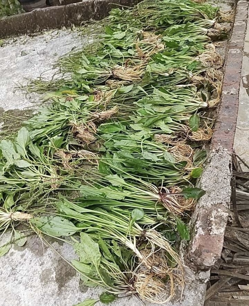 车前草种子批发纯新采收颗粒饱满发芽率高干净无杂质