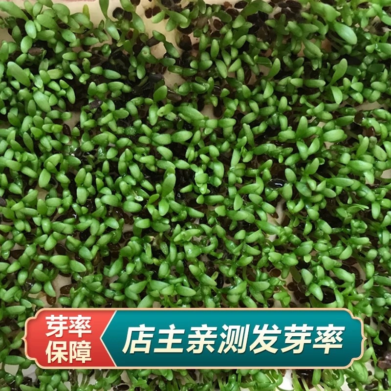 车前草种子批发纯新采收颗粒饱满发芽率高干净无杂质