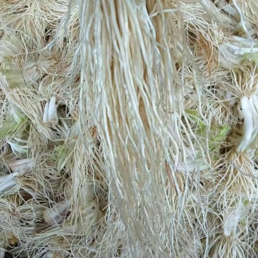 云南普洱苤菜根批发