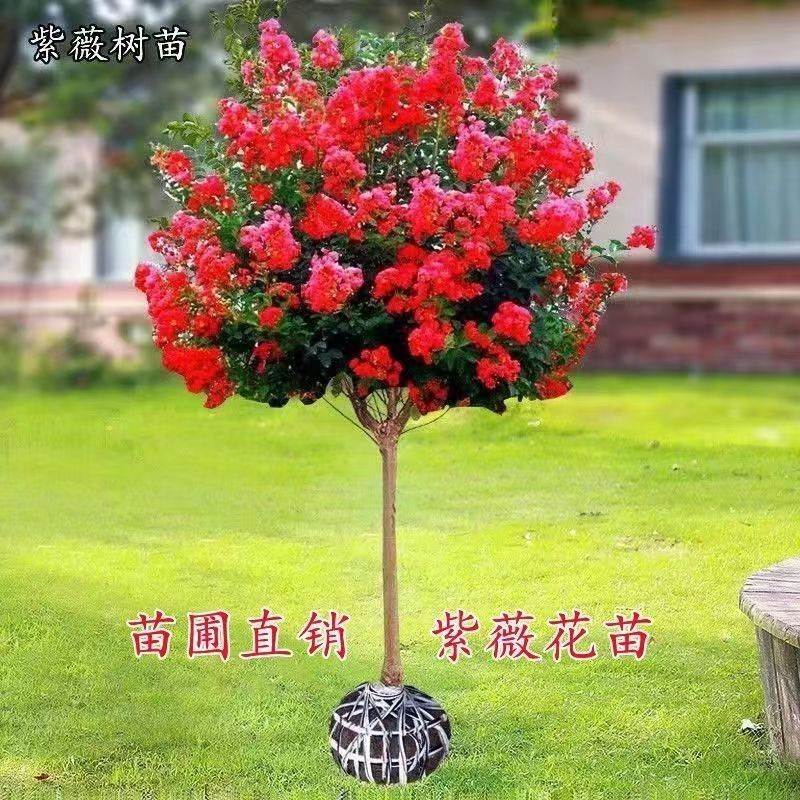 大红紫薇树，全国发货，场地直发，欢迎进店沟通。