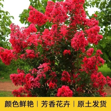 大红紫薇树，全国发货，场地直发，欢迎进店沟通。