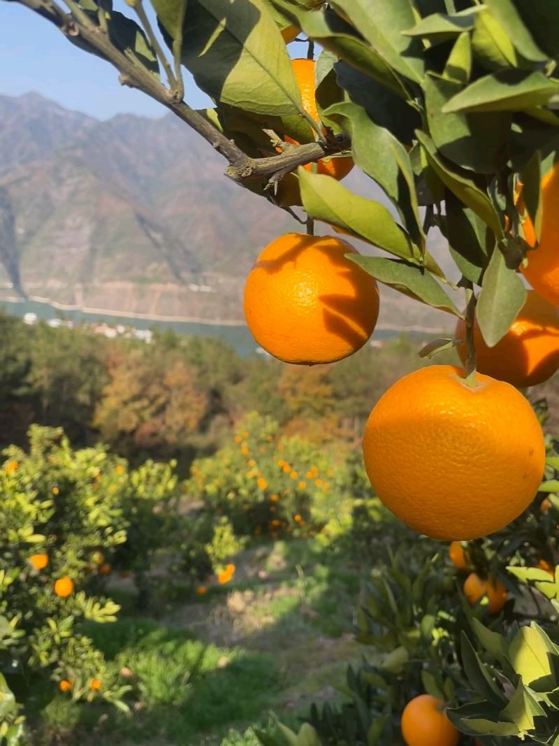 九月红脐橙，果冻橙，产地直发，产地供应链