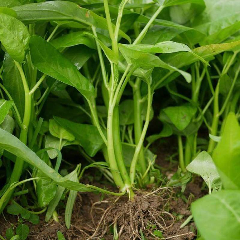 三叉空心菜种子多茬采收耐热耐寒四季种植南北方均可种植