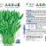 三叉空心菜种子多茬采收耐热耐寒四季种植南北方均可种植