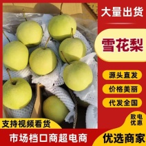 【精品雪花梨】果面干净果肉细口感脆甜诚信经营