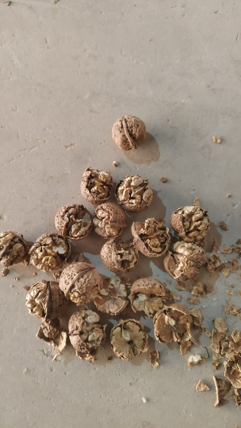 云南麻子果杂果都有烤果今年的新货