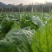 车前草种子纯新种子发芽高免费提供种植技术可回收产品