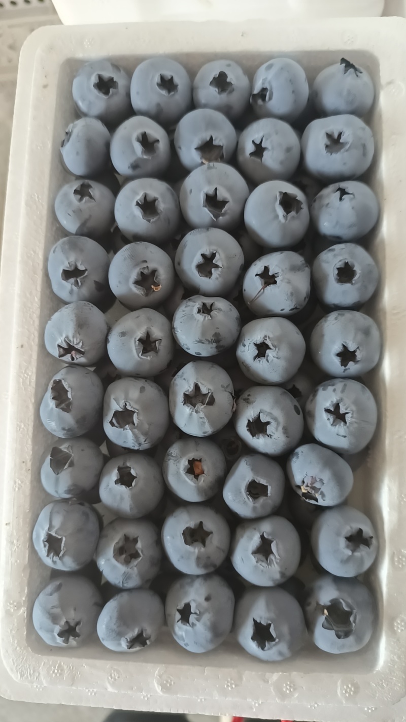 辽宁精品/L25花香蓝莓/量大从优/产地直发/规格齐全