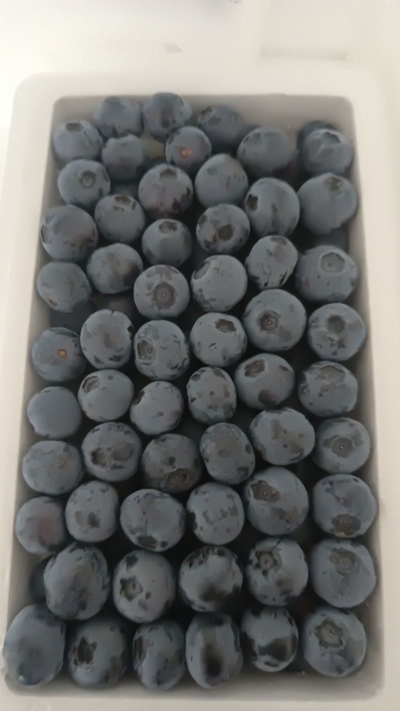 辽宁精品/L25花香蓝莓/量大从优/产地直发/规格齐全