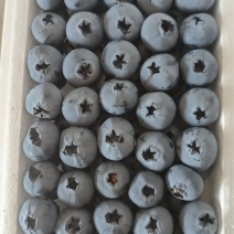 辽宁精品/L25花香蓝莓/量大从优/产地直发/规格齐全