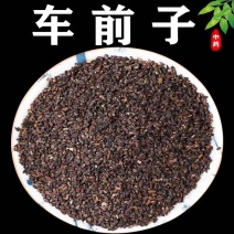 纯新车前草籽新采车前草种子发芽率高免费技术指导