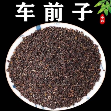 纯新车前草籽新采车前草种子发芽率高免费技术指导