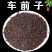 纯新车前草籽新采车前草种子发芽率高免费技术指导
