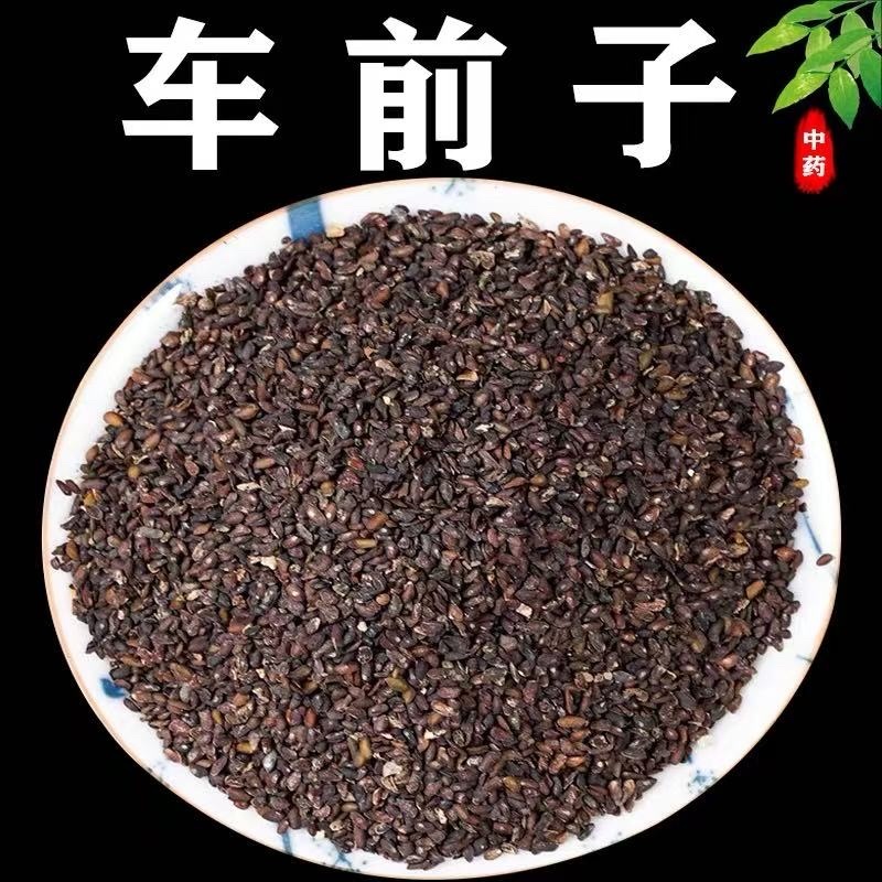 纯新车前草籽新采车前草种子发芽率高免费技术指导