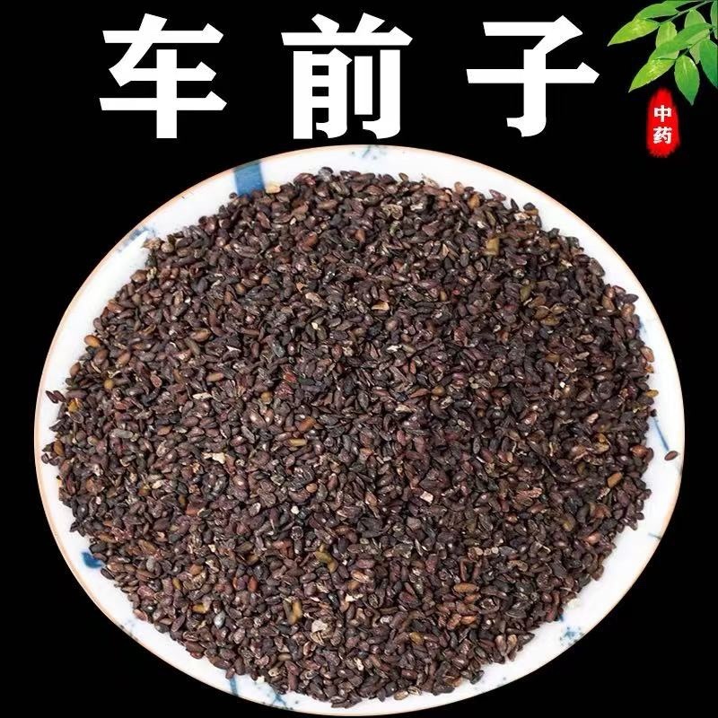 纯新车前草籽新采车前草种子发芽率高免费技术指导