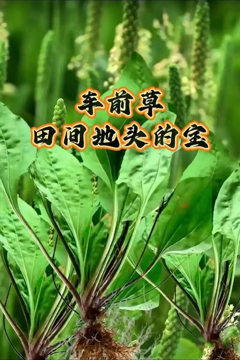 纯新车前草籽新采车前草种子发芽率高免费技术指导