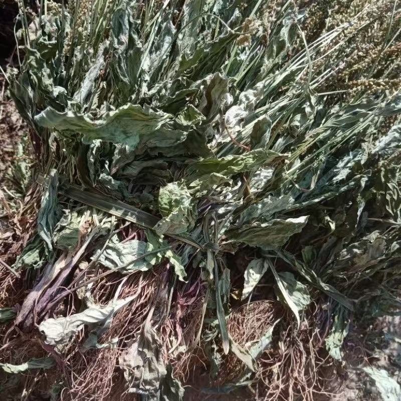 纯新车前草籽新采车前草种子发芽率高免费技术指导