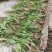 纯新车前草籽新采车前草种子发芽率高免费技术指导