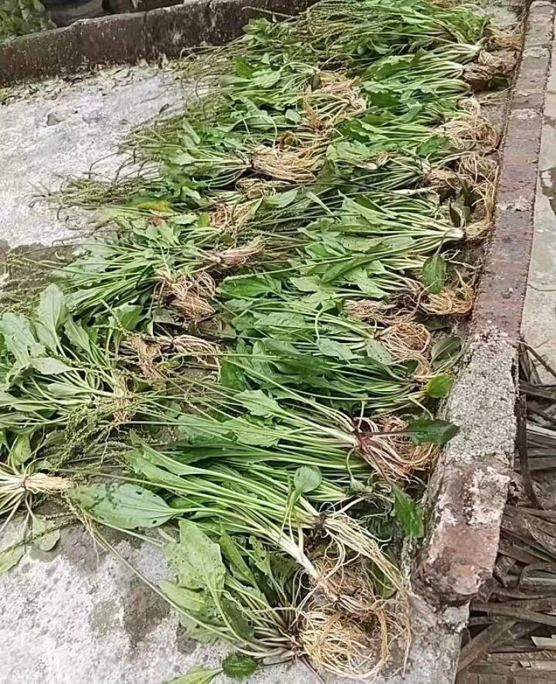 纯新车前草籽新采车前草种子发芽率高免费技术指导