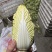 娃娃菜