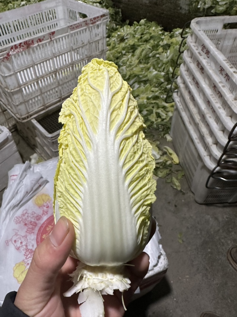 娃娃菜