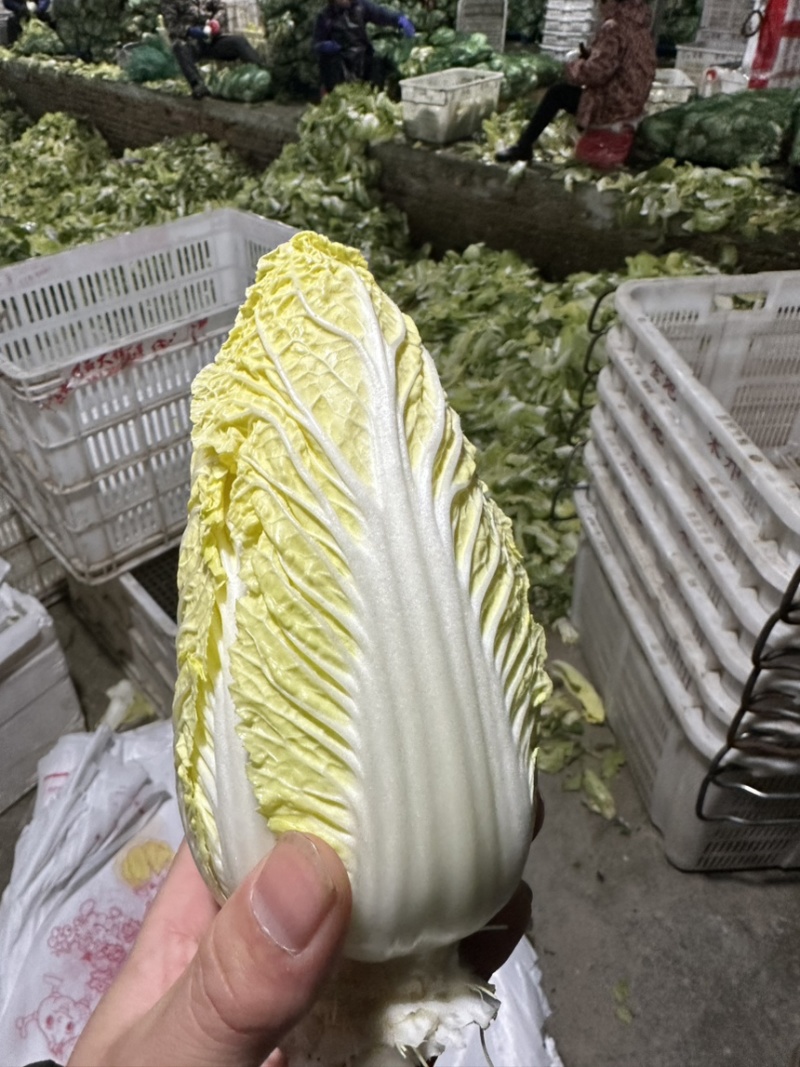 娃娃菜