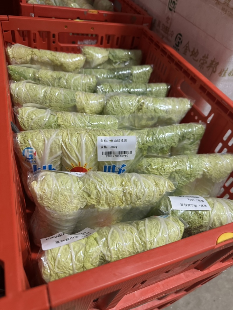 娃娃菜