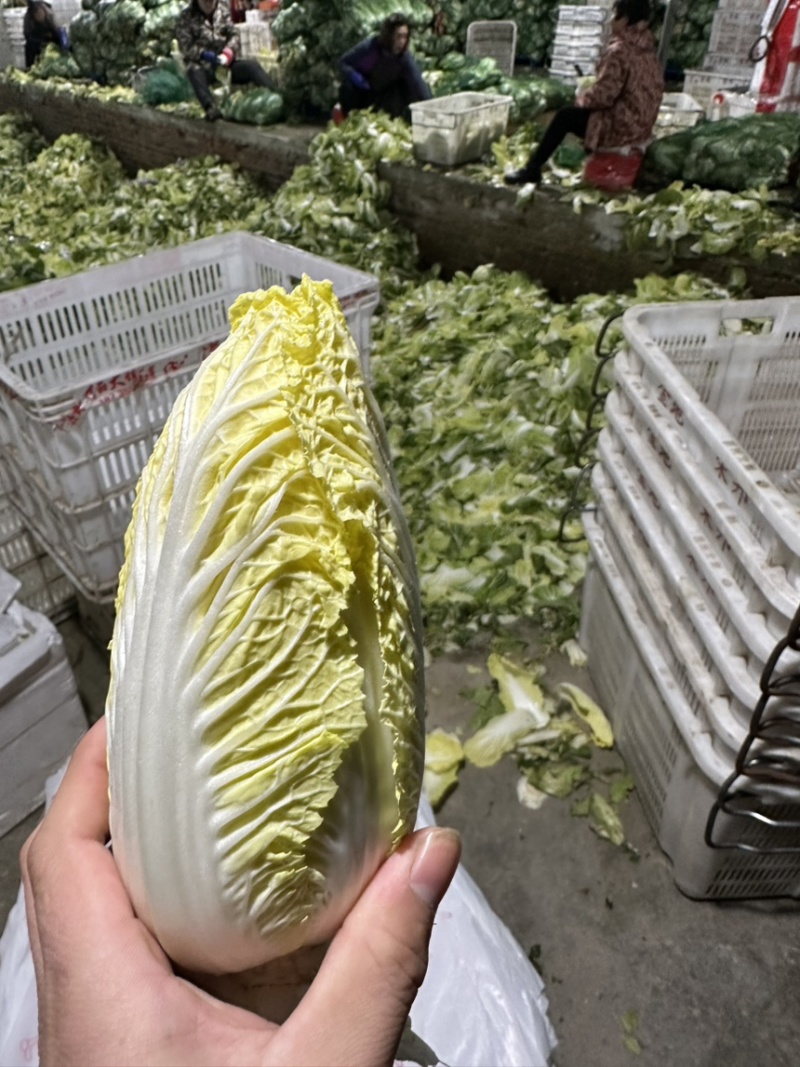 娃娃菜