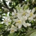 《野生蜂蜜》枳花蜂蜜/百花蜜/一年割一次/保质保量发货