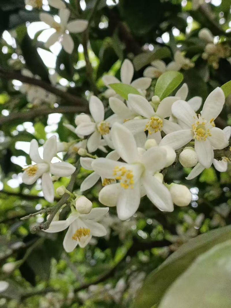 《野生蜂蜜》枳花蜂蜜/百花蜜/一年割一次/保质保量发货