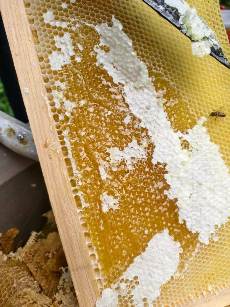 《野生蜂蜜》枳花蜂蜜/百花蜜/一年割一次/保质保量发货