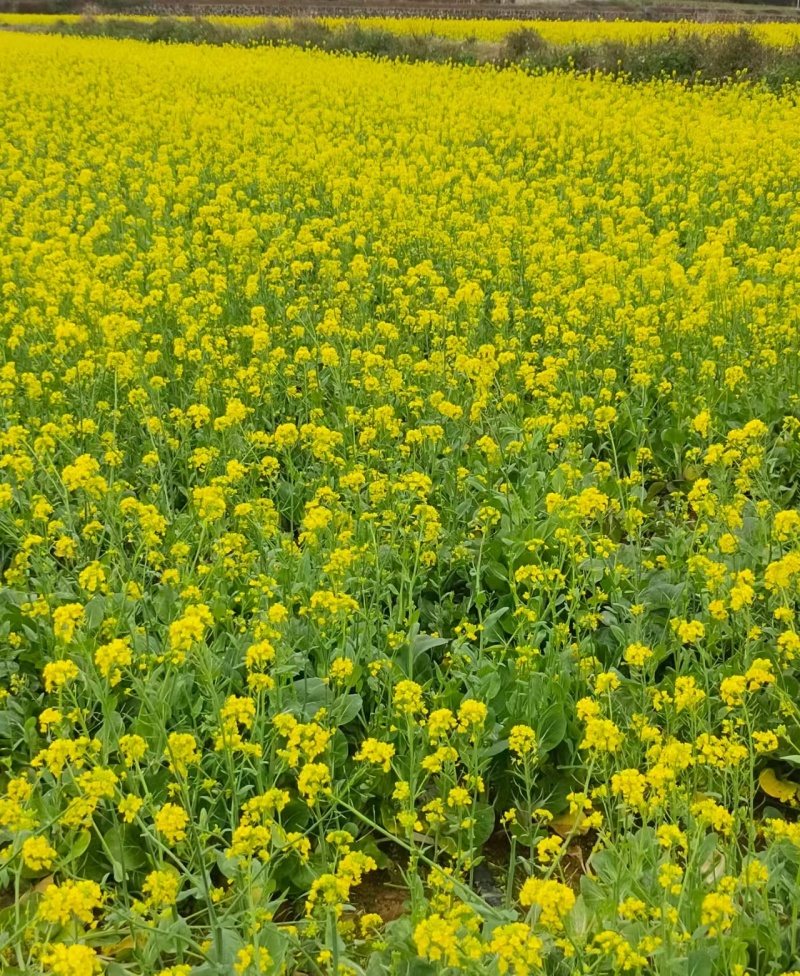 《菜籽油》自家加工/农家自己食用的油，安全放心