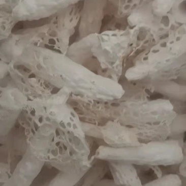 织金红托竹荪