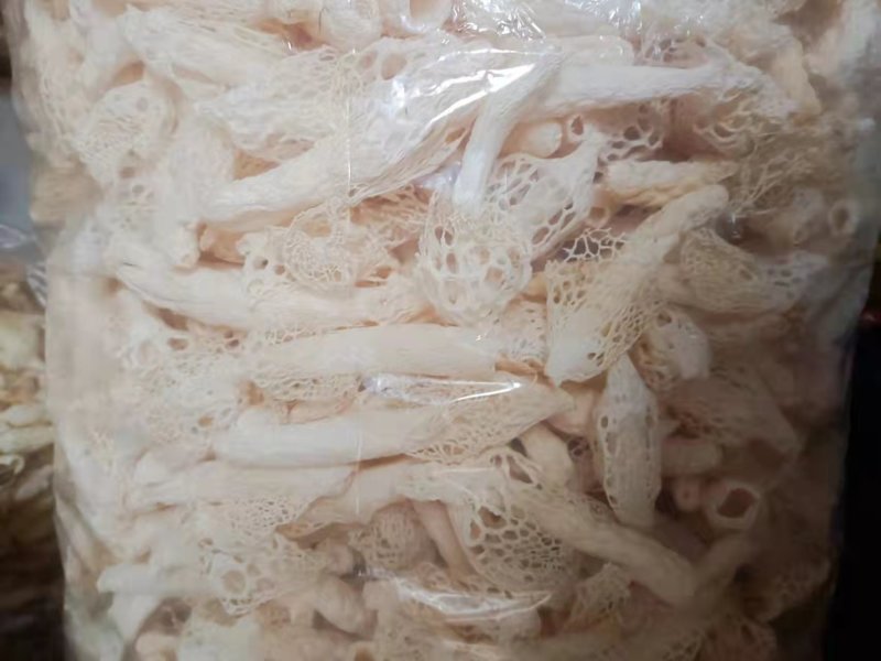 织金红托竹荪
