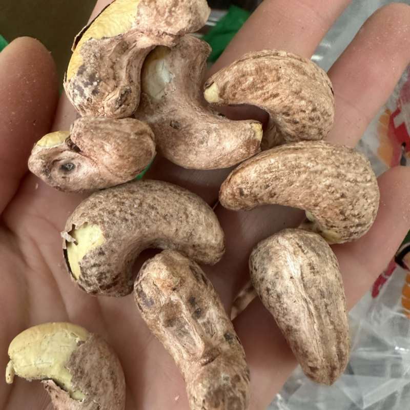 紫衣腰果170大果现货