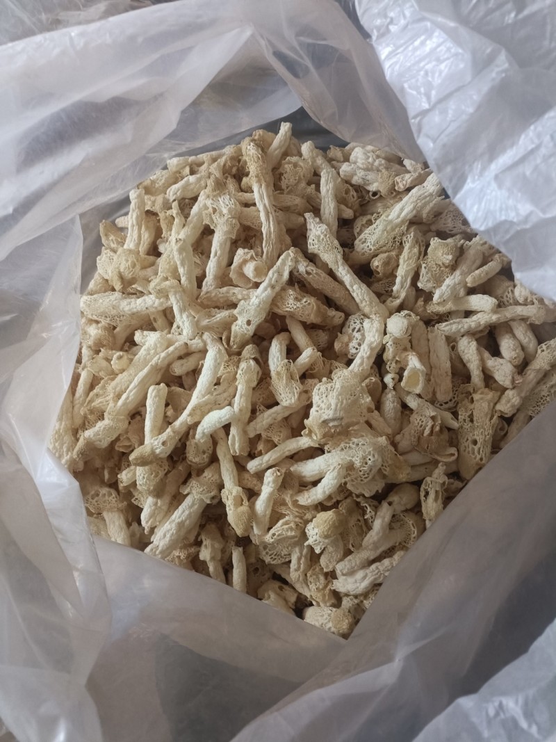 织金红托竹荪
