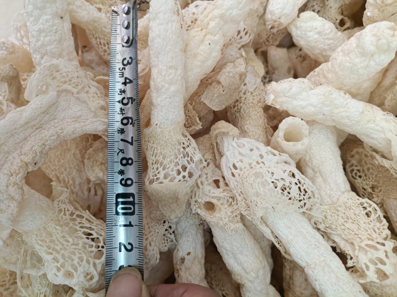 织金红托竹荪