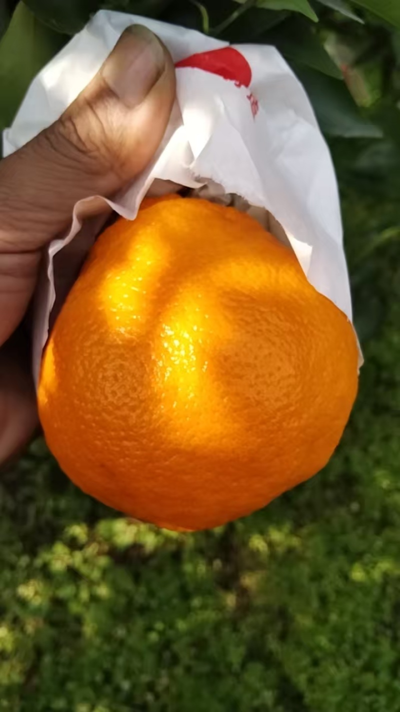 【精品春见柑桔】商超品质，大量供货，产地发货电商果欢迎来盘