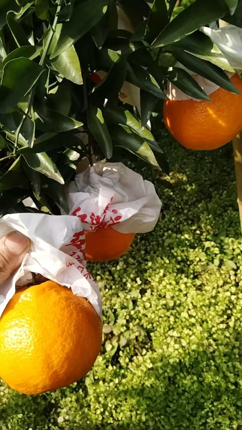 【精品春见柑桔】商超品质，大量供货，产地发货电商果欢迎来盘
