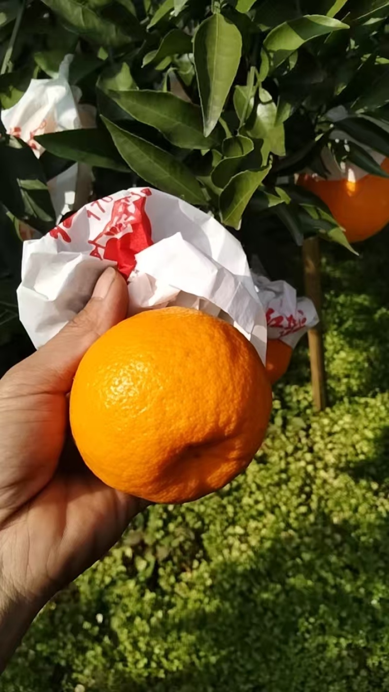 【精品春见柑桔】商超品质，大量供货，产地发货电商果欢迎来盘