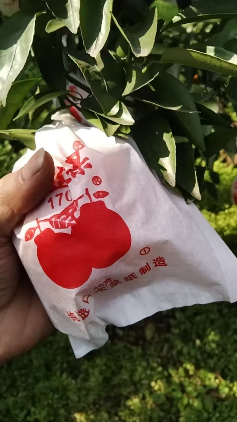四川春见粑粑柑，产地直发，一手货源，可实地视频看货合作
