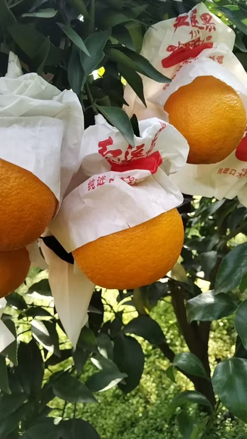 四川春见粑粑柑，产地直发，一手货源，可实地视频看货合作