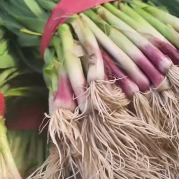 蒜苗
