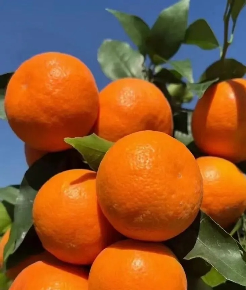 沃柑，永春芦柑。V看图一自家果园量大