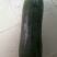 海南精品吊瓜。大量有货。全国发货，欢迎进店选购