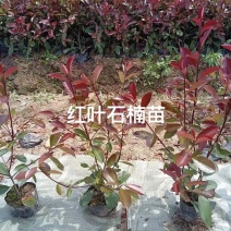 欢迎质询
