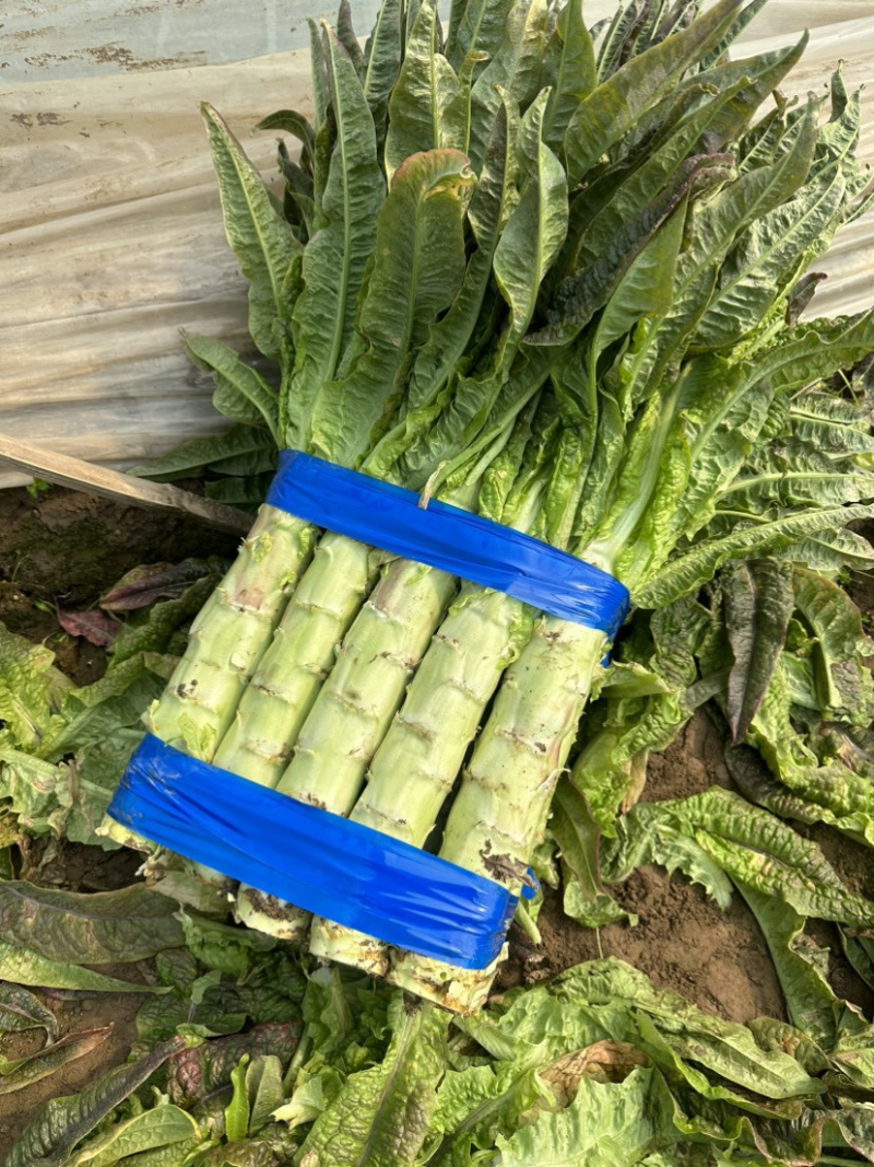 青皮莴笋红叶香莴苣精品莴苣产地直发保质保量