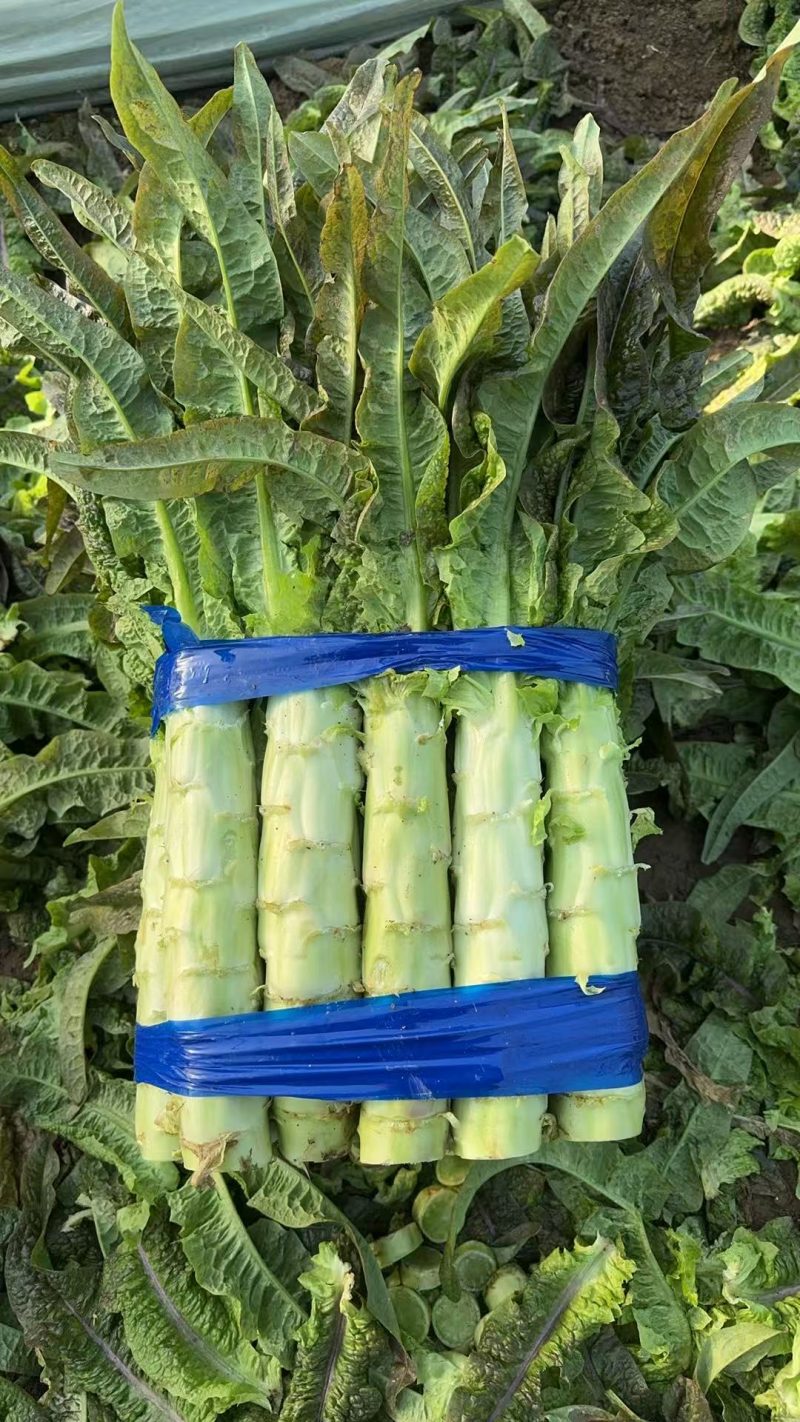 青皮莴笋红叶香莴苣精品莴苣产地直发保质保量
