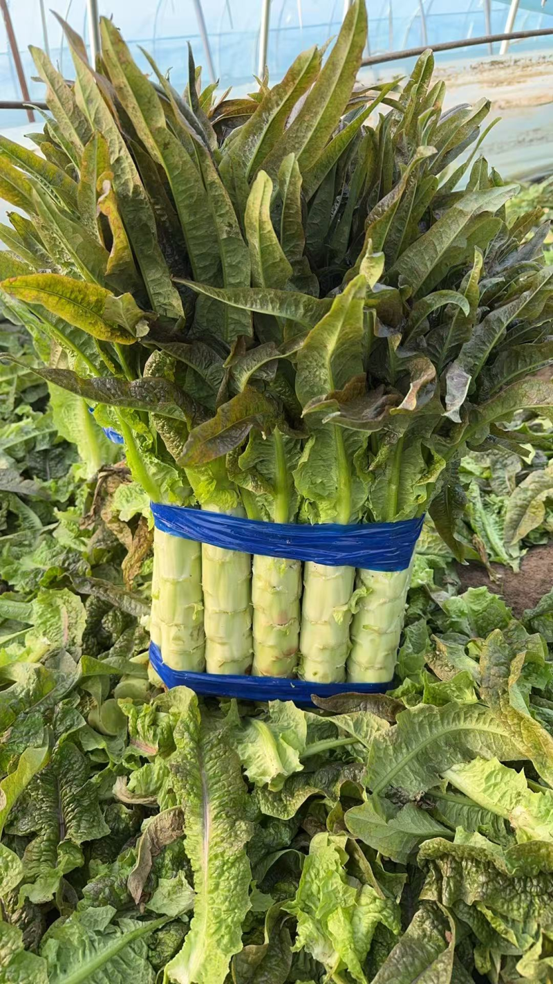 青皮莴笋红叶香莴苣精品莴苣产地直发保质保量