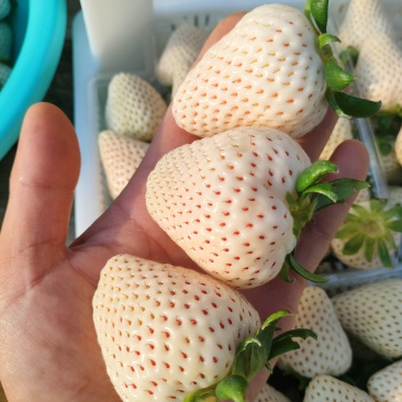 草莓